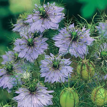 Love in a Mist Seeds 'Miss Jekyll' | Buy Nigella Seeds Online | Nigella ...