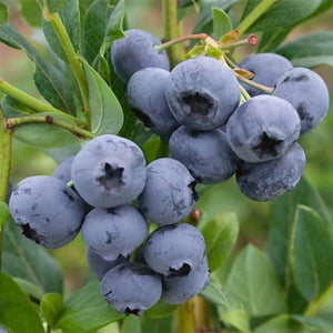 Blueberry Pink Lemonade - LARGE Plant - for the Patio or Garden - Pink  Berry Plants