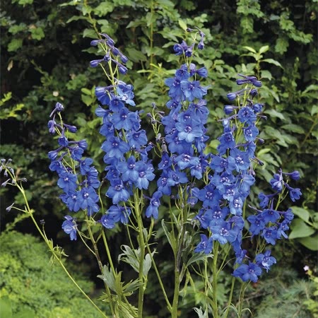 Delphinium Seeds 'Blue Donna'