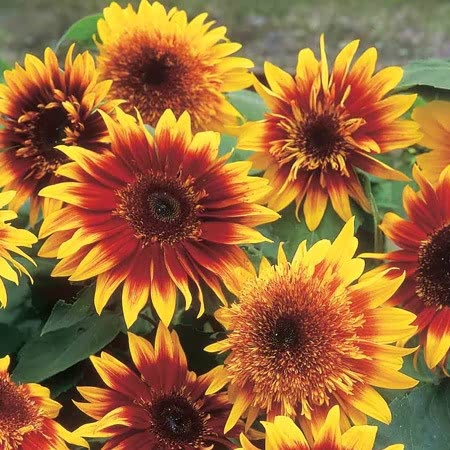 Sunflower Seeds 'Jammie Dodger'