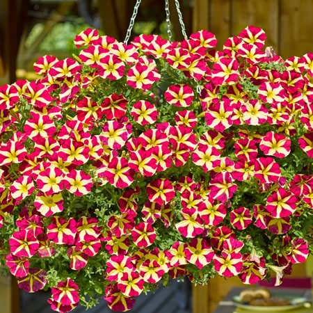 Petunia Plant 'Queen of Hearts'