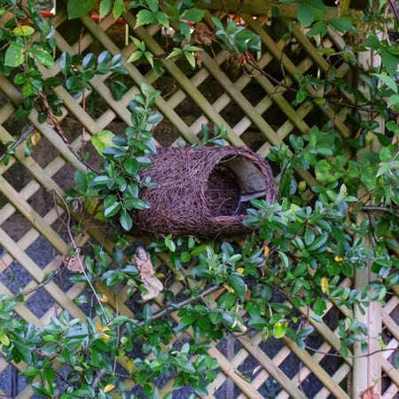 Simon King Robin Nester