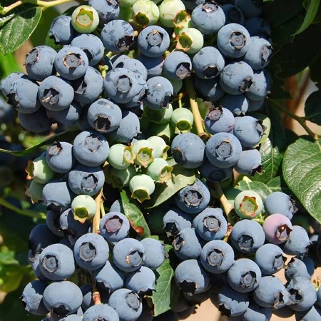 Raspberry Plant 'Yummy and Blueberry Blue Gold' | Buy Raspberry Plants ...