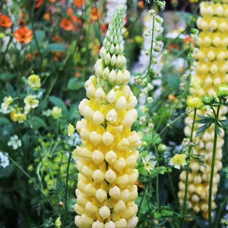 Lupin 'Chandelier'