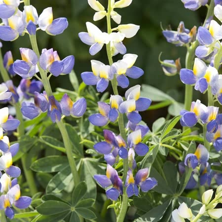 Lupin Seeds Blue Javelin