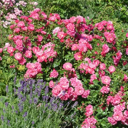 Patio Rose Plant 'Carefree Days'