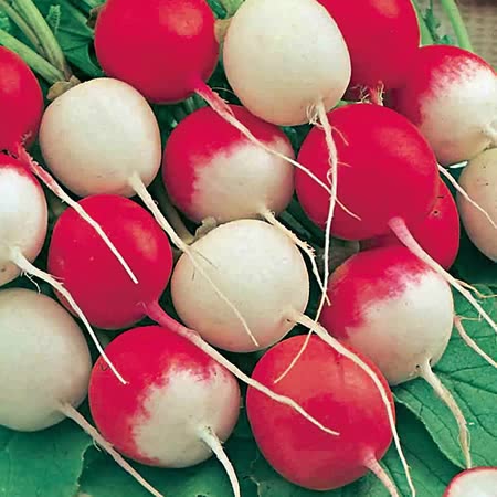 Radish Seeds 'Globe Varieties Mix'