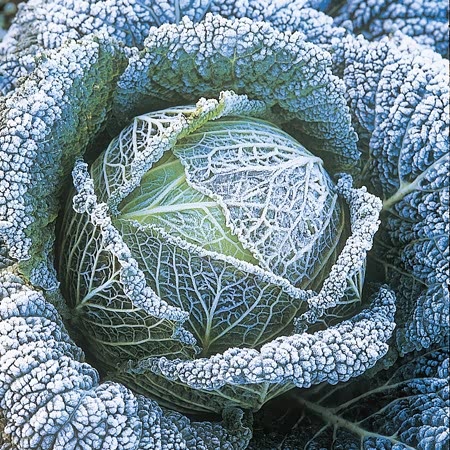 Cabbage Seeds Alaska F1