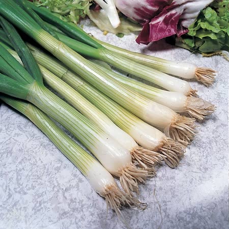 Spring Onion Seeds 'White Lisbon Winter Hardy'