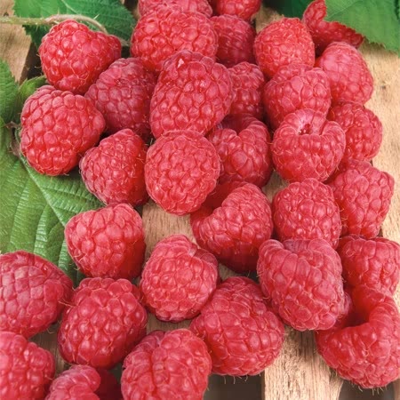 6 x Raspberry Canes with bare roots. Garden Fruit Plant. Rasberry. Glen  Ample