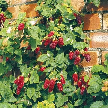 Tayberry Buckingham Thornless - Plant | Buy Tayberry Plants Online ...