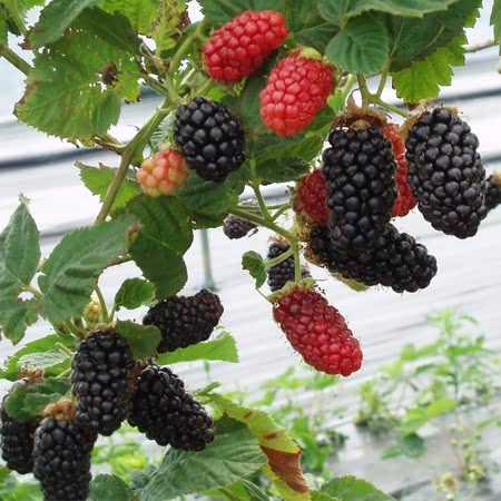 Blackberry Plant 'Black Butte'