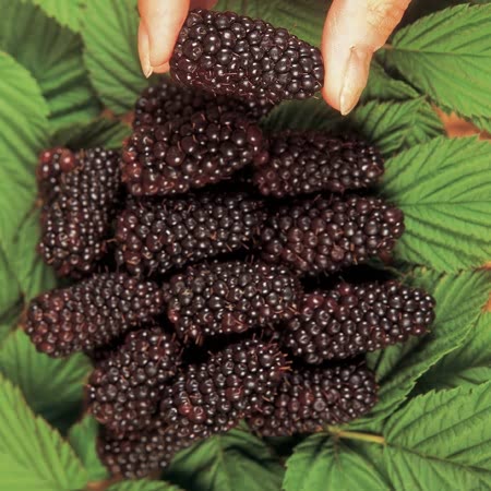 Blackberry Plant 'Black Butte'