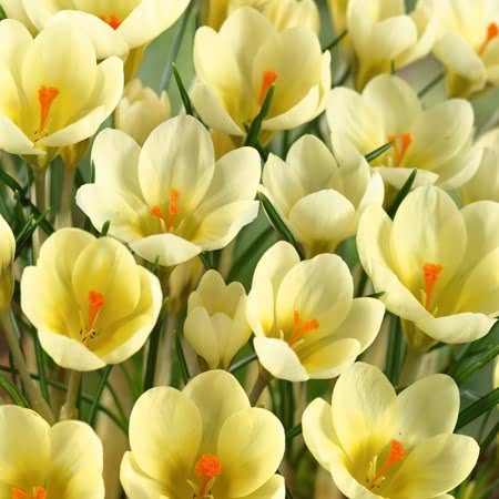 Crocus Corms 'Cream Beauty'