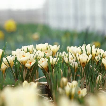 Crocus Corms 'Cream Beauty'