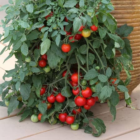 Tomato Tumbling Tom Red Seeds