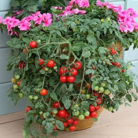 Tomato Tumbling Tom Red Seeds