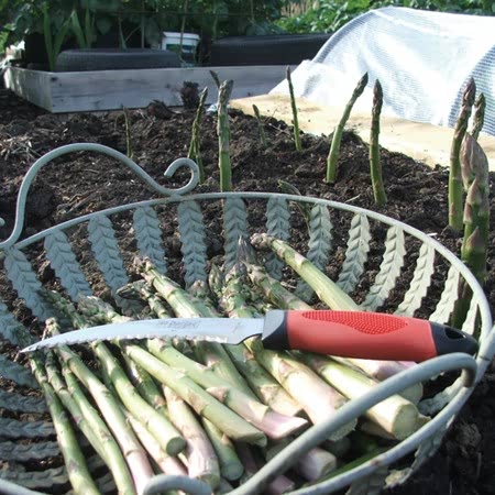 Darlac Harvest & Asparagus Knife