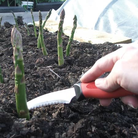 Darlac Harvest & Asparagus Knife
