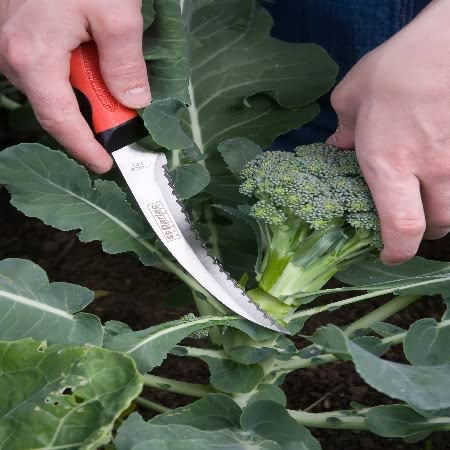 Darlac Harvest & Asparagus Knife