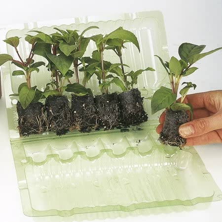 Salvia Plant 'Amistad'