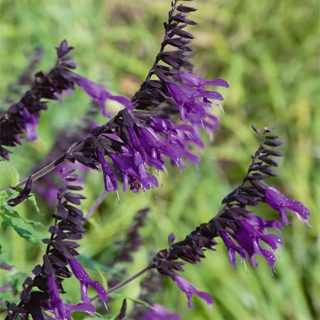 Salvia Plant 'Amistad'