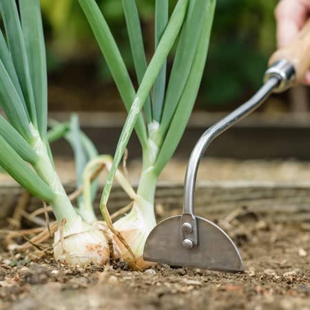 Kent & Stowe Stainless Steel Onion Hoe