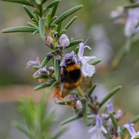 Rosemary Seeds