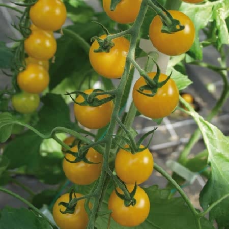 Tomato Golden Pearl Seeds Online