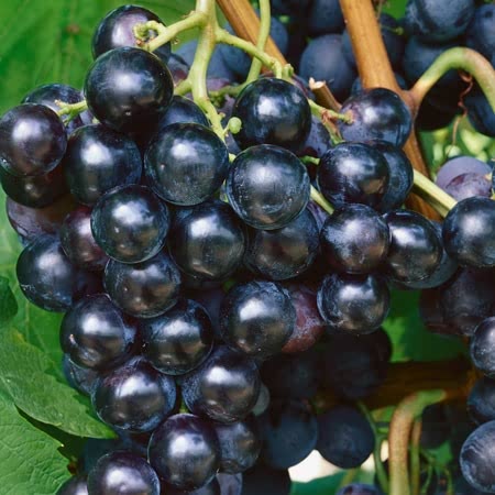Grape Vine Boskoop Glory