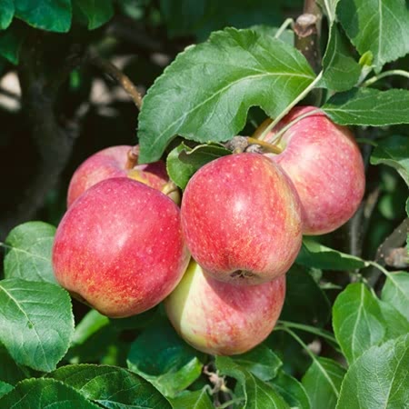 Apple Worcester Pearmain - Apple Tree | Buy Apple Trees Online | Apple ...