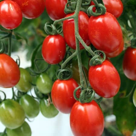 Tomato Seeds 'Sungrape' F1