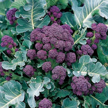 Brassica Winter & Spring Cropping Collection