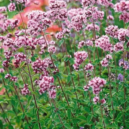Oregano Seeds 'Greek'
