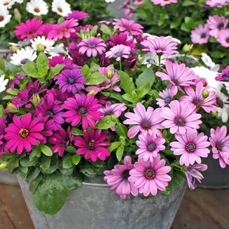 Osteospermum Seeds 'akila Mix' 