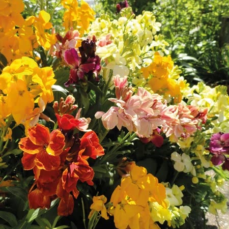 Wallflower 'Dwarf Mixed'