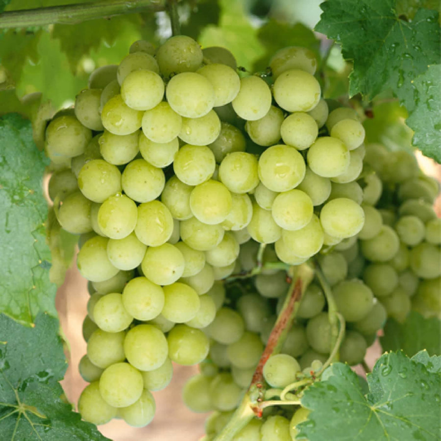 Grape 'Superior Seedless' Vine Buy Grape Plants Online Grape Plants