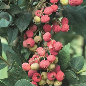 Pink Lemonade Blueberry Bush