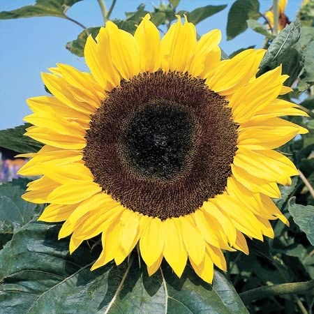 Sunflower Seeds 'Allsorts' 4 in 1 Collection