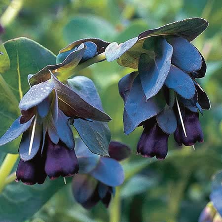 Cerinthe Seeds 'Blue Kiwi'