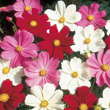 Cosmos Seeds 'Gazebo Mix'