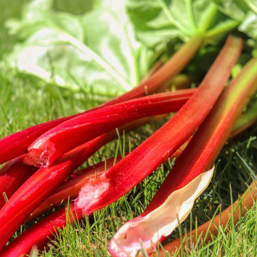 Rhubarb 'Raspberry Red' 3 Crowns Buy Rhubarb Plants Online Rhubarb Plants for Sale