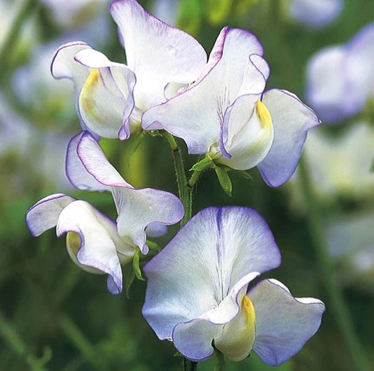 Sweet Pea Seeds 'Extra Fragrant' Collection