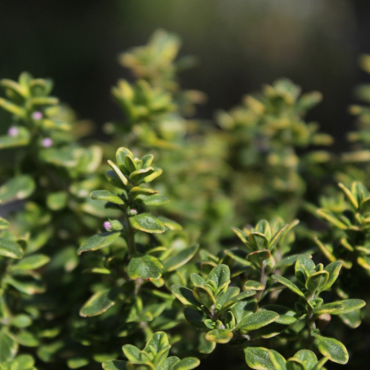 Thyme 'Lemon' 1L Plant Buy Thyme Plants Online Thyme Plants for
