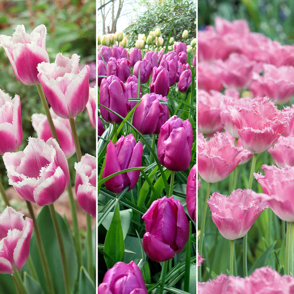 Tulip 'Pink Dream' Collection - 30 Bulbs